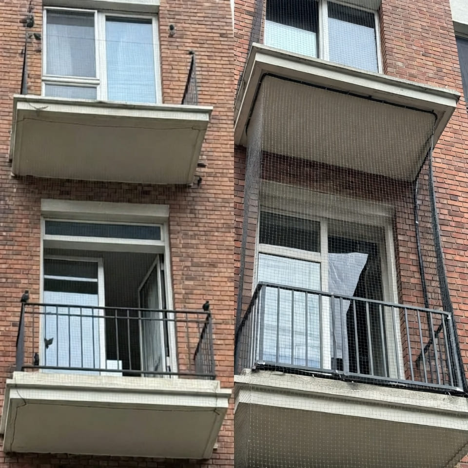 Pigeon netting services