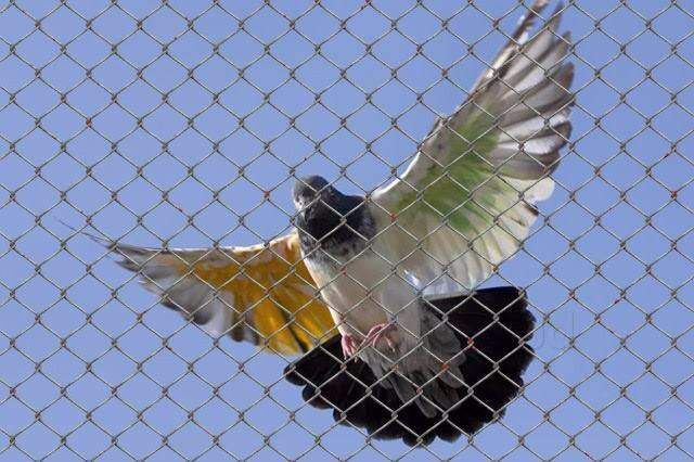 Pigeon netting services